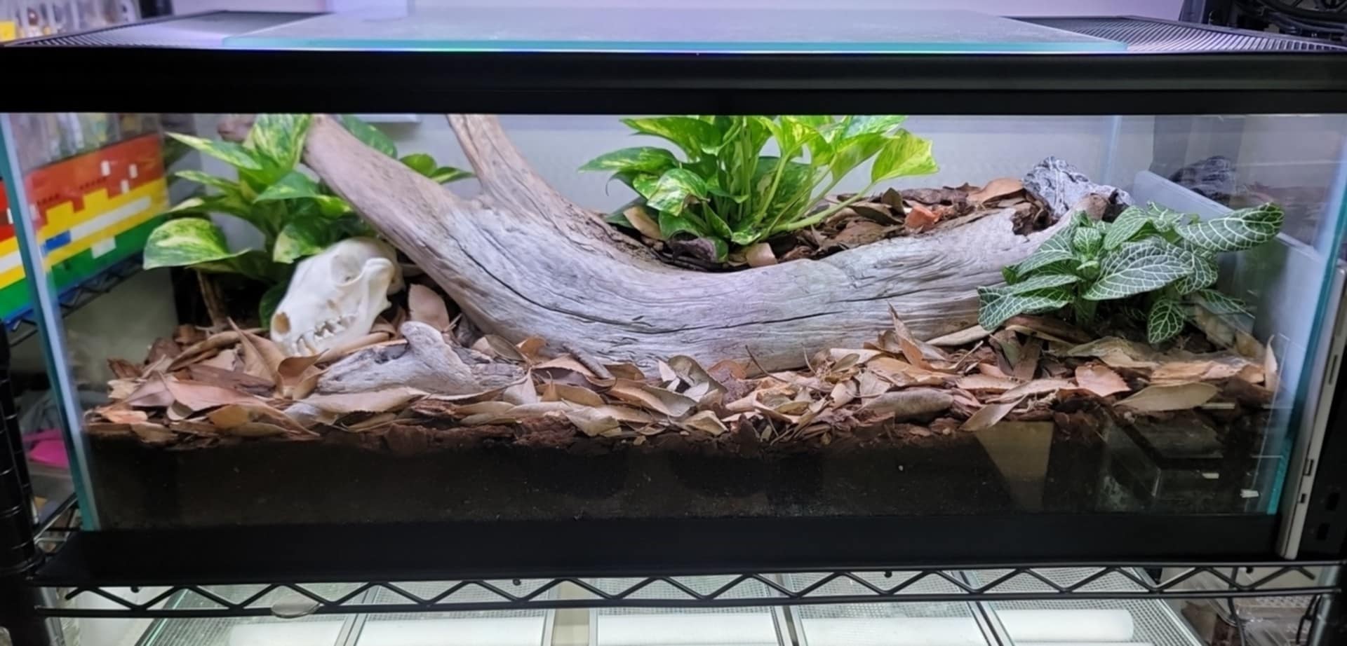 Example of wood pieces, branches, and live plants used for isopod enclosure decoration.